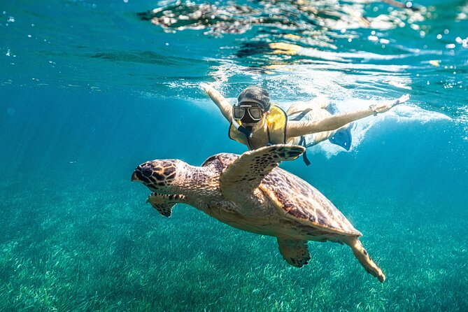 5-in-1 Cancun Snorkeling: Turtles, Reef, Musa, Shipwreck, Cenote - Guides who help first-time snorkelers