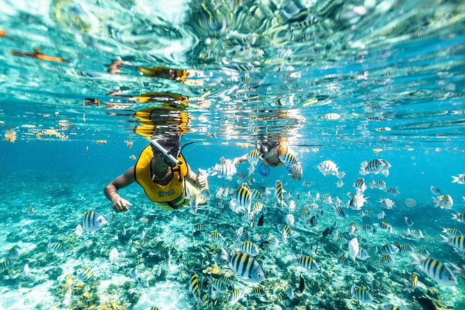 5-in-1 Cancun Snorkeling: Turtles, Reef, Musa, Shipwreck, Cenote - MUSA statues: art beneath the surface