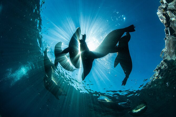 Adventure to Espiritu Santo Island: Snorkel with Sea Lions and Beach - Is $136.52 a fair price?