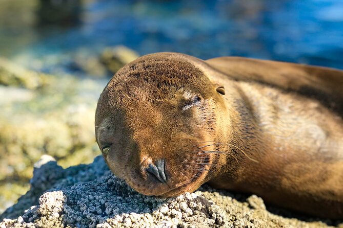 Adventure to Espiritu Santo Island: Snorkel with Sea Lions and Beach - Who should book this Espiritu Santo trip