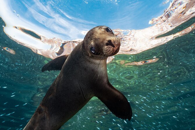 Adventure to Espiritu Santo Island: Snorkel with Sea Lions and Beach - June, July, and August require a different plan