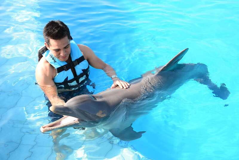 Akumal: Dolphin Encounter - What the 55-minute Akumal dolphin encounter is really like