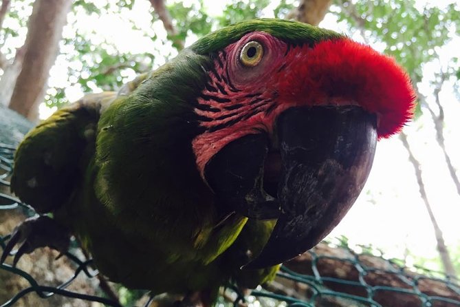 Akumal Monkey Sanctuary - Birds, reptiles, and animals beyond monkeys