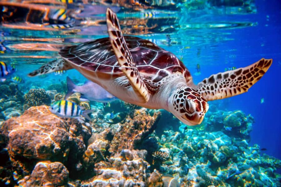 Akumal: Snorkel with Marine Fauna and an Expert Guide - Key points at a glance