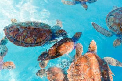 Akumal: Snorkel with Marine Fauna and an Expert Guide