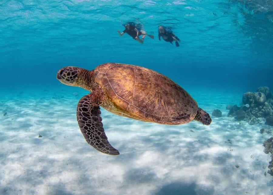 Akumal: Snorkel with Marine Fauna and an Expert Guide - A guided swim, not a solo snorkel