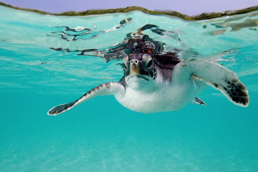 Akumal: Snorkel with Marine Fauna and an Expert Guide - What you may see below the surface