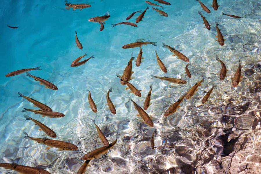 Akumal: Snorkel with Marine Fauna and an Expert Guide - The rules make the encounter better