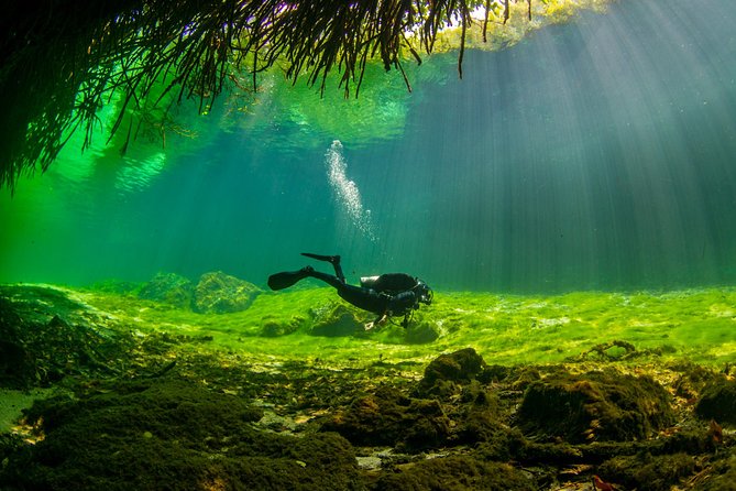 Amazing beginner dive in Tulum cenote (or refresher dive) - Why Casa Cenote makes a strong first scuba setting