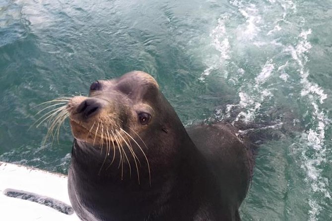 Arch Tour with Amazing Captain in Cabo San Lucas - Sea lions, rocks, and the approach to El Arco
