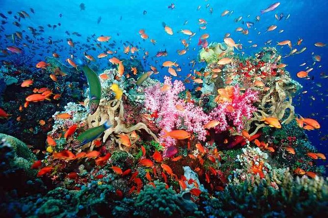 ATV Adventure Combo with Snorkeling, Ziplines, Cenote, and Lunch - Puerto Morelos reef snorkeling by boat