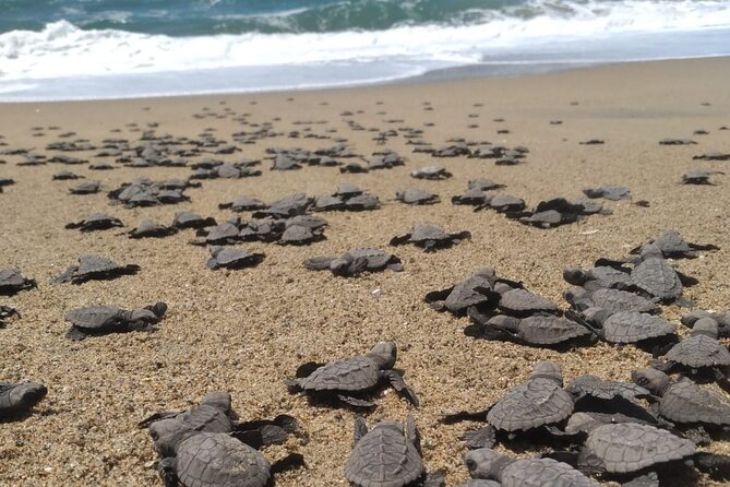 Baby Sea Turtle Releasing Sightseeing Tour with Luis de la Maza - Key points to know before booking