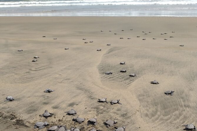Baby Sea Turtle Releasing Sightseeing Tour with Luis de la Maza - The turtle lesson comes first