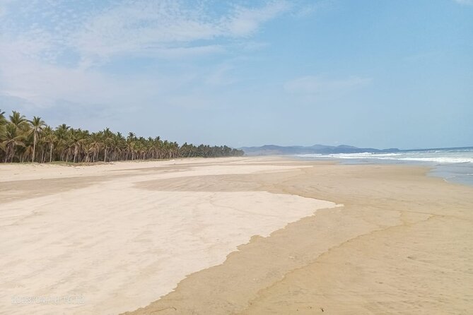 Baby Sea Turtle Releasing Sightseeing Tour with Luis de la Maza - The walk to the water