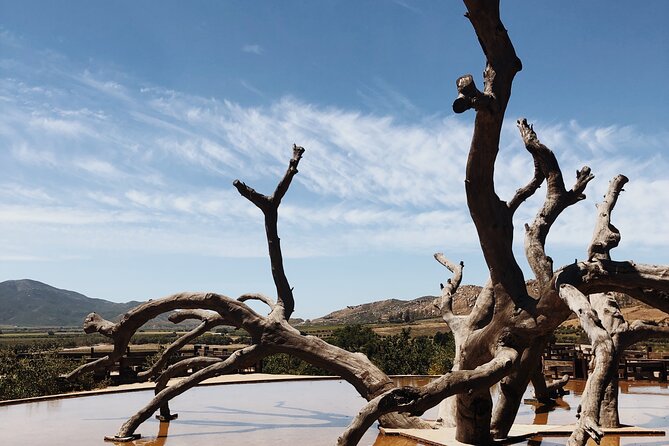 Baja Tour Guide wine tour - Key things to know before booking