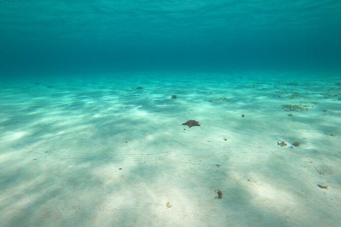 Bavarian Fiesta Snorkel Activity in Glass Bottom Boat at San Miguel de Cozumel - The wrecks and reef: strong plans, flexible reality