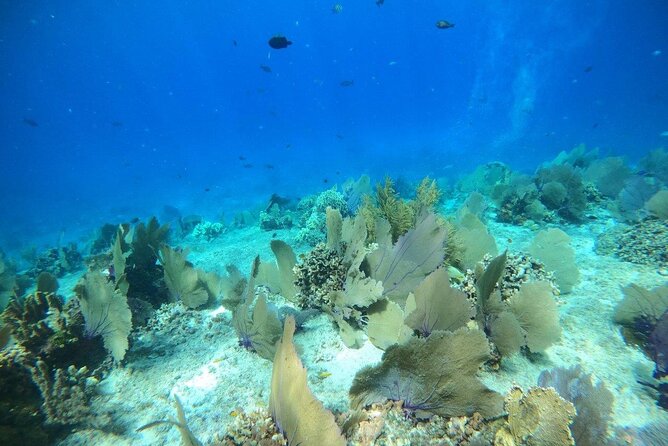 Bavarian Fiesta Snorkel Activity in Glass Bottom Boat at San Miguel de Cozumel - Crew, safety, and group size