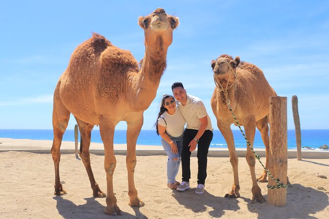 Beach, ATV, and Camel Ride Combo Tour - ATV riding across Baja’s golden dunes