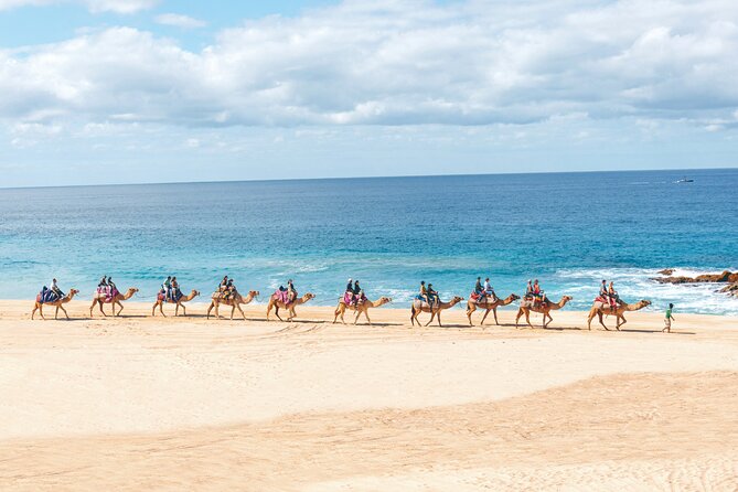 Beach Camel Ride and Encounter in Cabo - The 25-minute beach ride