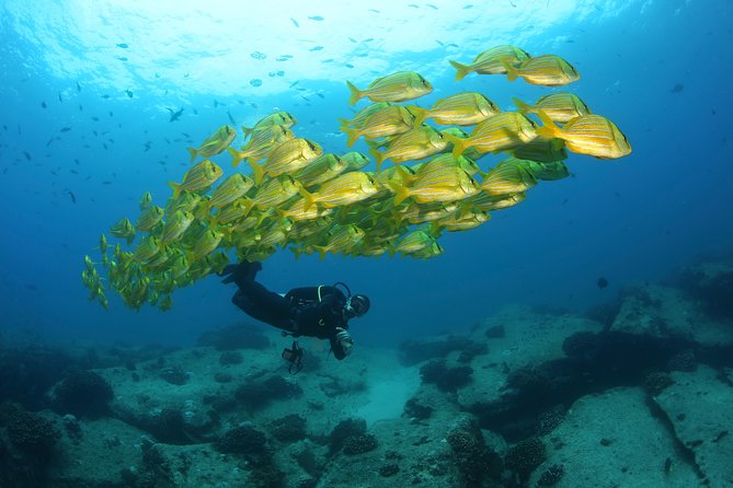 Beginner Scuba Diving in Cabo San Lucas - A five-minute boat ride to the underwater site