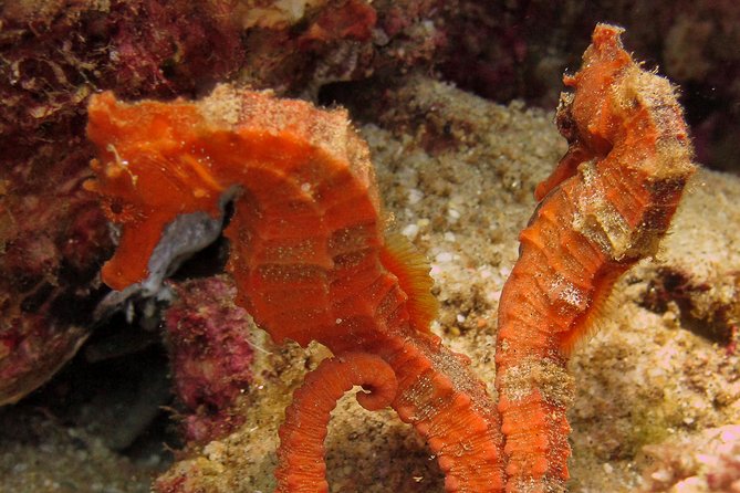 Beginner Scuba Diving in Cabo San Lucas - Learning the basic skills before exploring