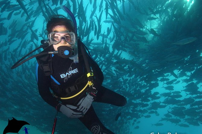 Beginner Scuba Diving in Cabo San Lucas - Marine life near the Arch and Pelican Rock