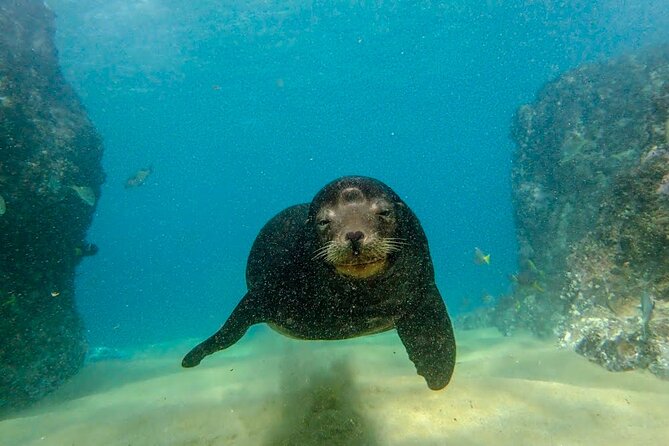 Beginner Scuba Diving in Cabo San Lucas - What $142 includes, and what it does not