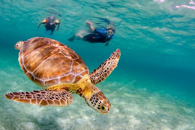 Bestseller! Tulum Private Tour with Turtles and Cenote Snorkeling - The real value of $279 per person