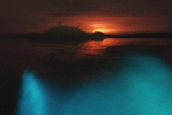 Bioluminescent Night Tour - Key points to know before booking
