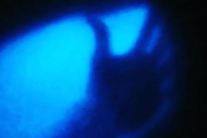 Bioluminescent Night Tour - Who will enjoy this tour most?