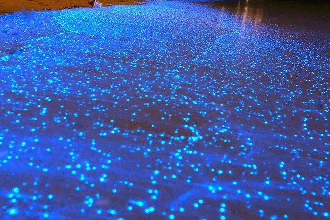 Bioluminescent Night Tour - The boat ride and the dark water
