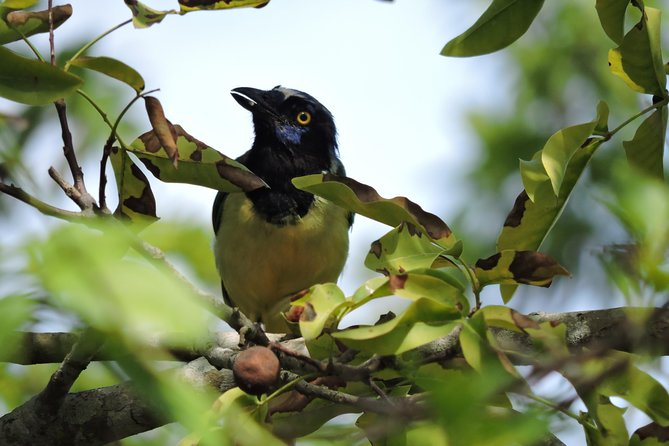 Birdwatching Cancun - Riding toward La Ruta de los Cenotes