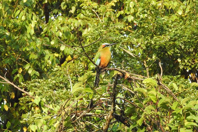 Birdwatching Cancun - What you may see in four hours
