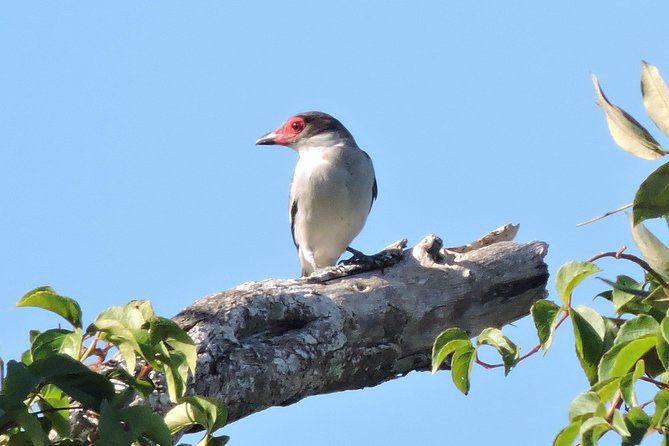 Birdwatching Cancun - The roadside snack adds a local pause