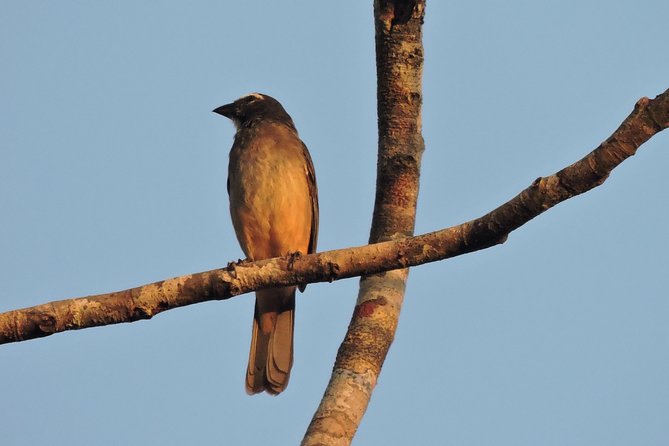 Birdwatching Cancun - Who should book this Cancun birding tour?