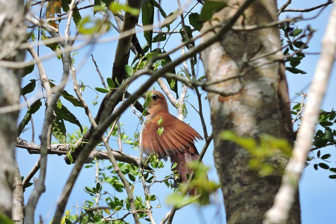 Birdwatching Cancun - Several birding stops instead of one fixed trail