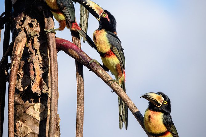 Birdwatching in Sian Ka´an Muyil from Tulum - Shared Group Tour - Why this Muyil morning is worth your early alarm