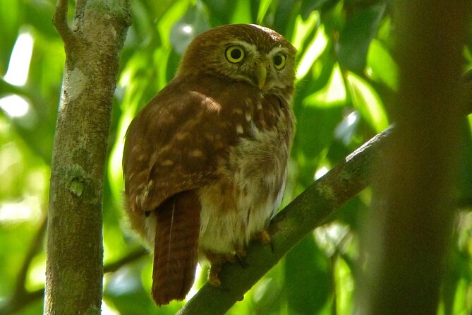 Birdwatching in Sian Ka´an Muyil from Tulum - Shared Group Tour - The optional lagoon ride and mangrove float