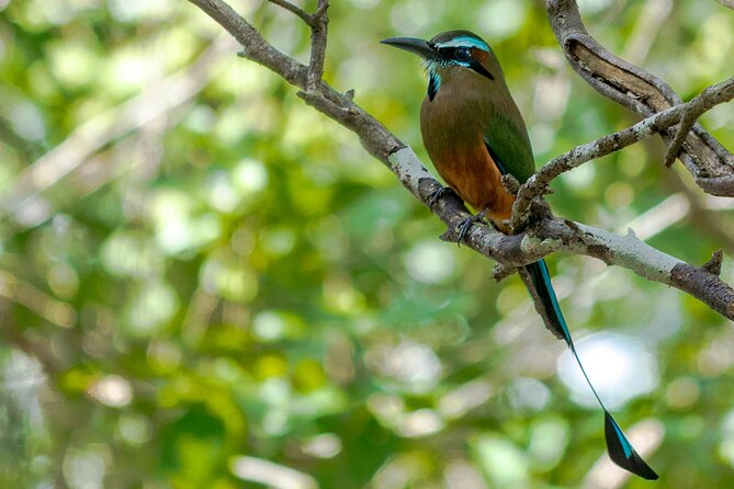 Birdwatching in Sian Ka´an Muyil from Tulum - Shared Group Tour - Price, pickup, and what you really pay