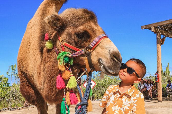 Boat Ride to the Arch and Beach Camel Ride in Cabo San Lucas - My booking advice