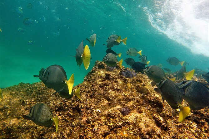 Boat ride to the Arch and Snorkel - Who should book this Cabo snorkel tour?