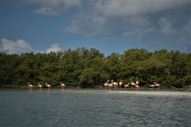 Boat Tour of Three Islands in Holbox with Transportation - Punta Mosquito and other replacement stops