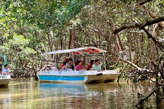 Boat tour through the mangroves of Celestún and Playa from Merida - Flamingos, pelicans, and the wider bird show