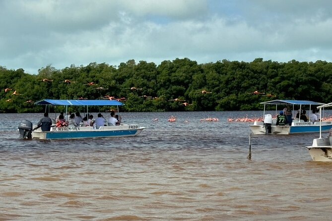 Boat tour through the mangroves of Celestún and Playa from Merida - What the $105.56 price really covers