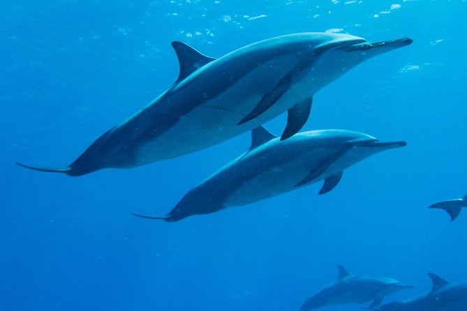 Boat Trip to See Marine Life in Puerto Escondido - Key points at a glance