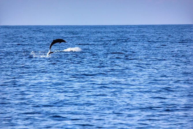 Boat Trip to See Marine Life in Puerto Escondido - What the $65.72 price covers