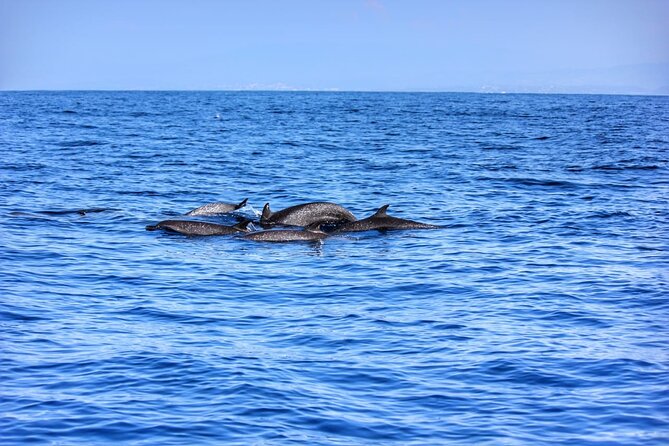 Boat Trip to See Marine Life in Puerto Escondido - How to plan the day