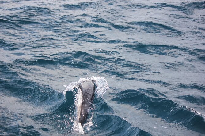 Boat Trip to See Marine Life in Puerto Escondido - Heading offshore for dolphins and whales