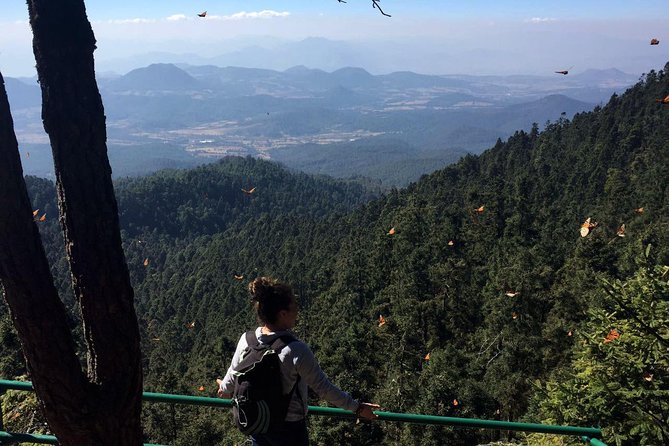 Butterfly Monarch Tour from Mexico City - Why the monarch migration is worth a full day