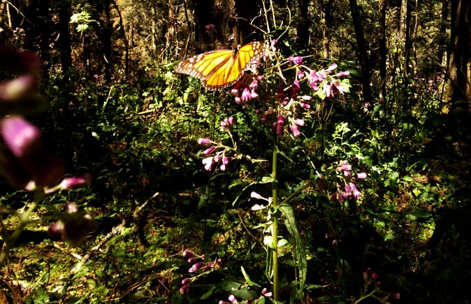 Butterfly Monarch Tour from Mexico City - Who should book this experience?